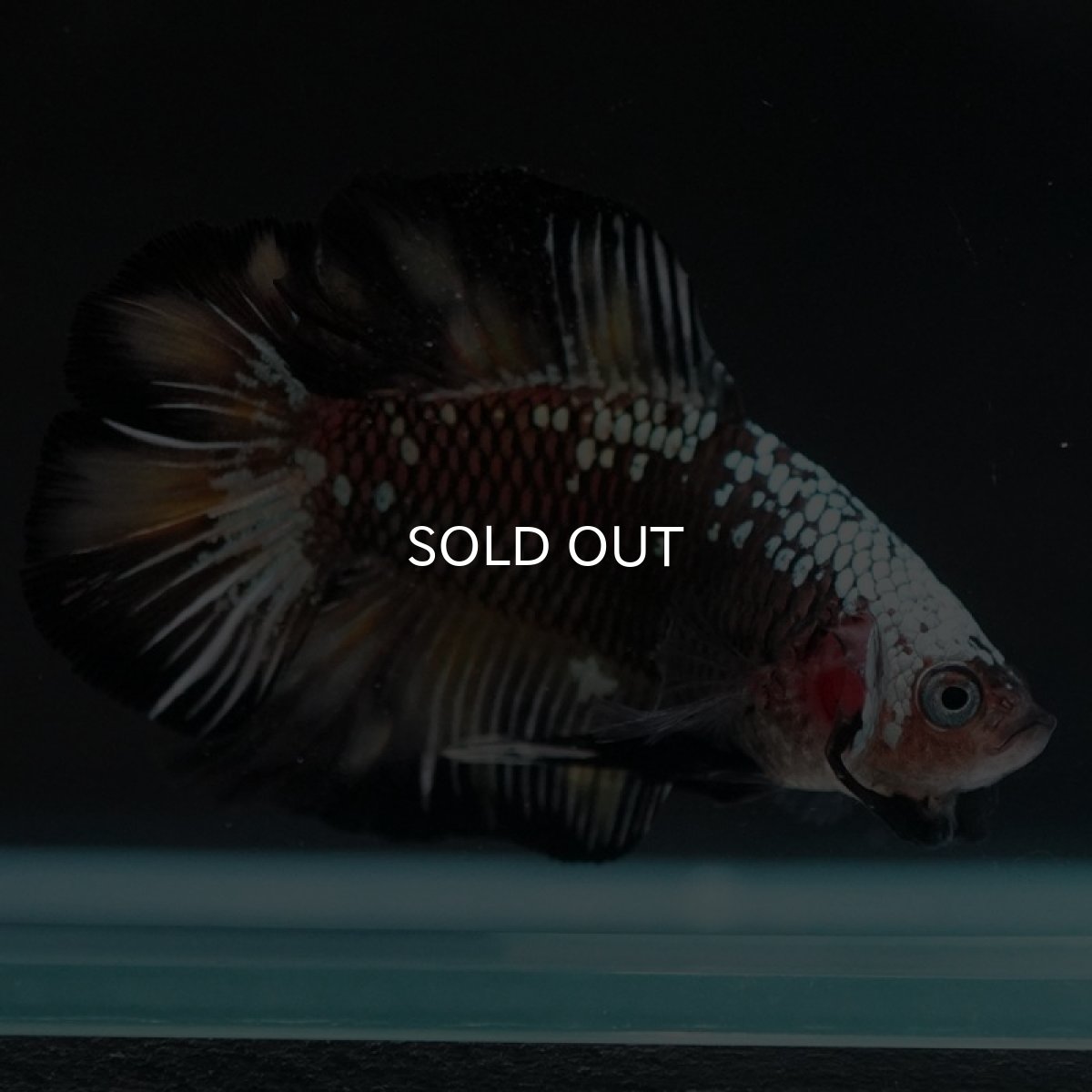 画像9: DTPK ブラックカッパーギャラクシー 変わり柄 (9)