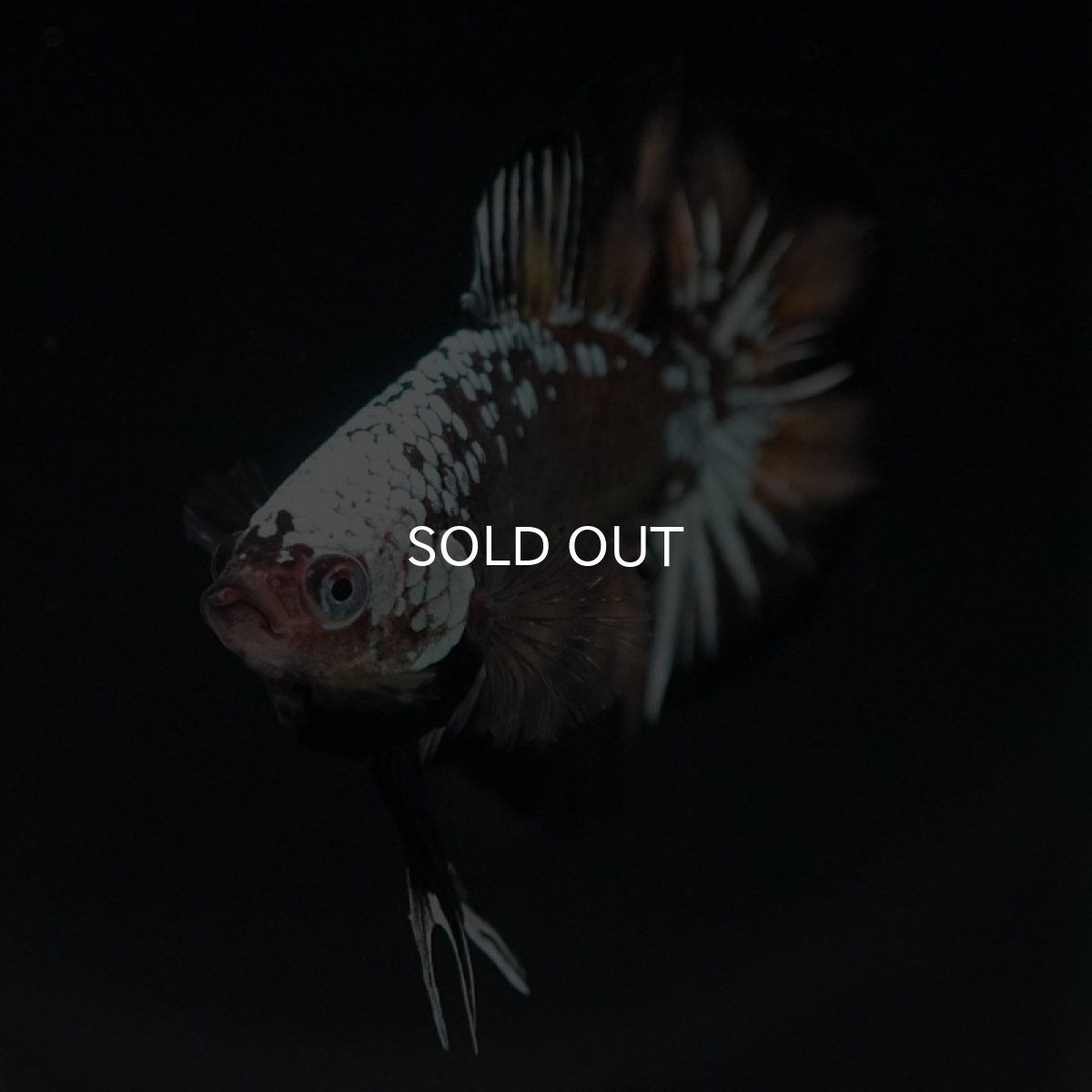 画像5: DTPK ブラックカッパーギャラクシー 変わり柄 (5)