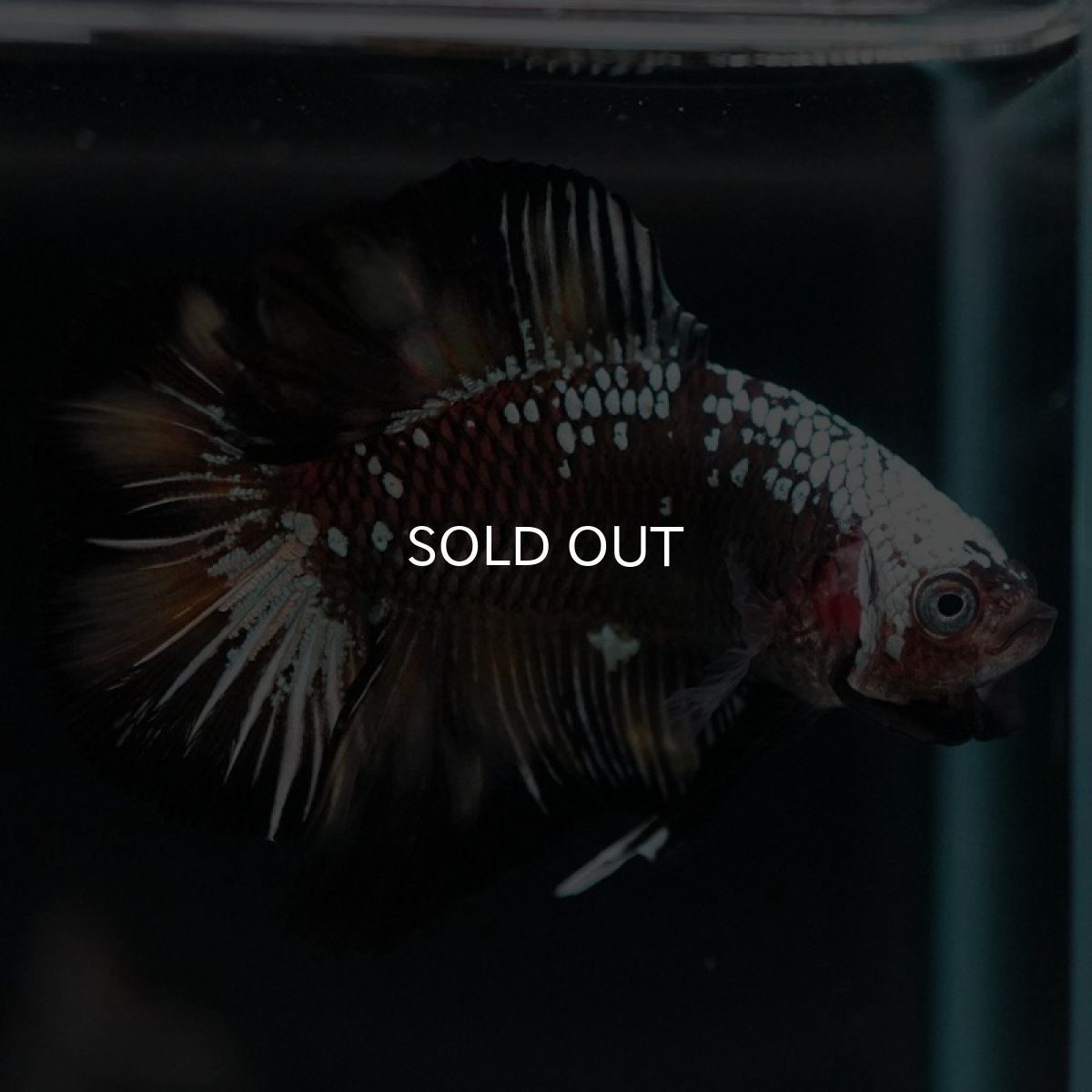 画像6: DTPK ブラックカッパーギャラクシー 変わり柄 (6)