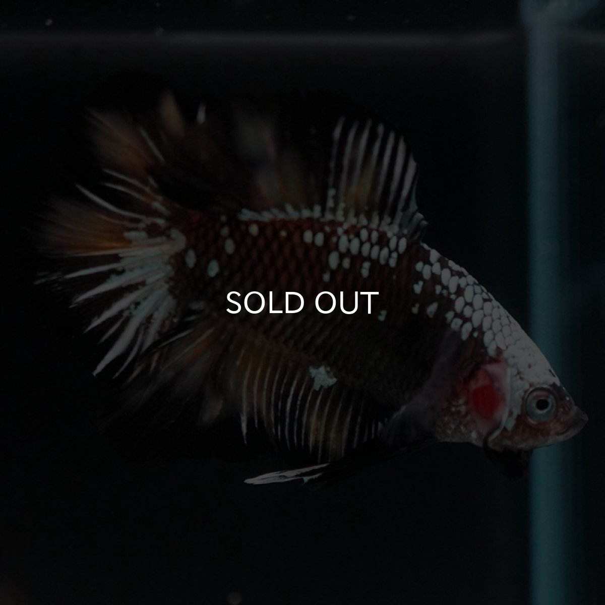 画像4: DTPK ブラックカッパーギャラクシー 変わり柄 (4)