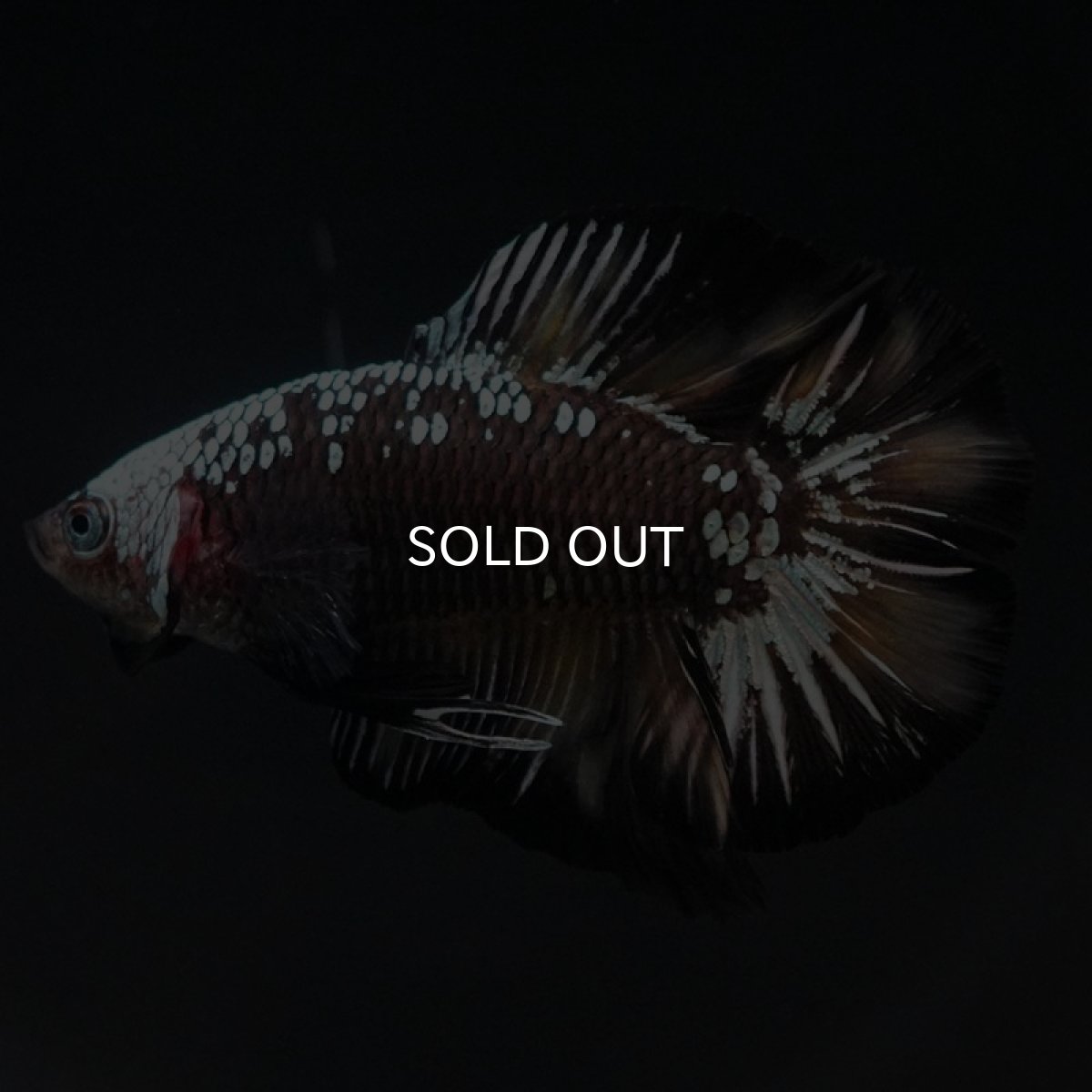 画像3: DTPK ブラックカッパーギャラクシー 変わり柄 (3)