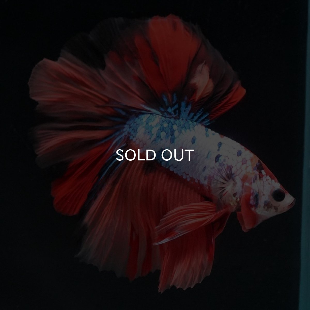 画像5: HM　キャンディレインボー (5)