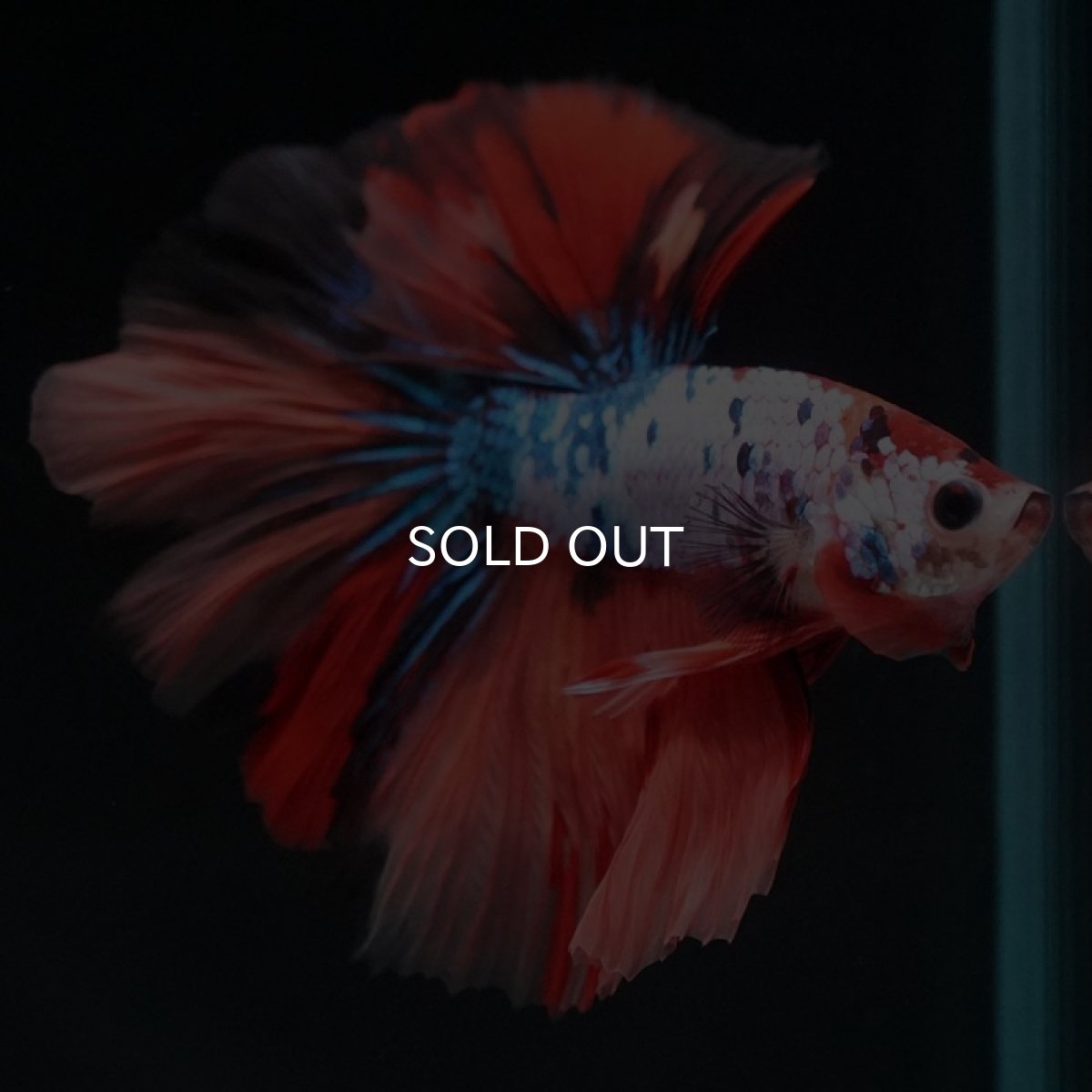 画像4: HM　キャンディレインボー (4)