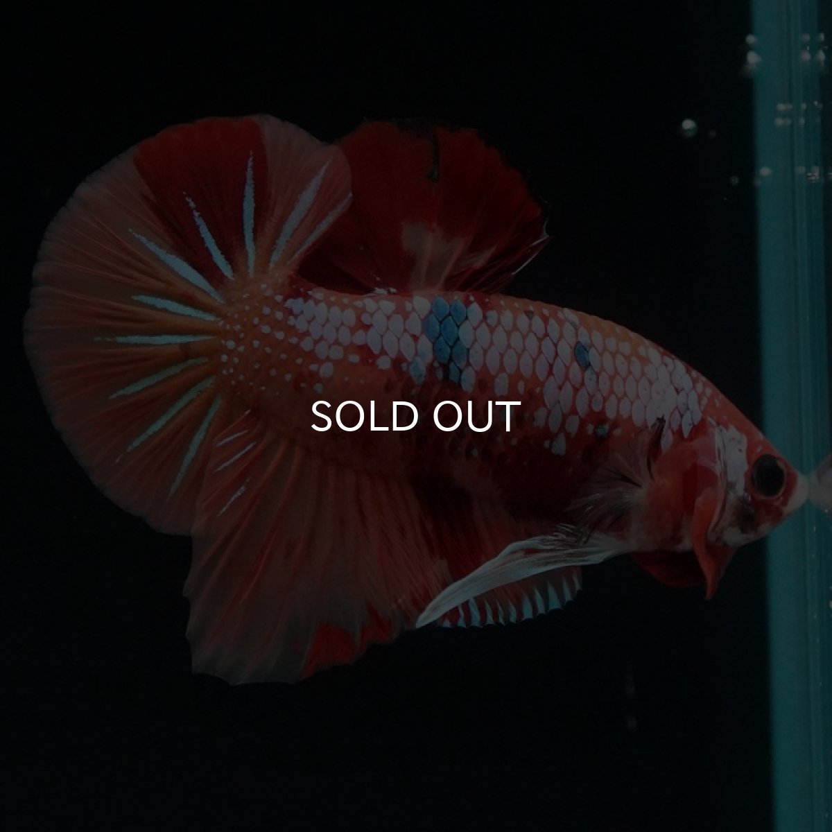 画像7: HMPK　キャンディギャラクシー (7)