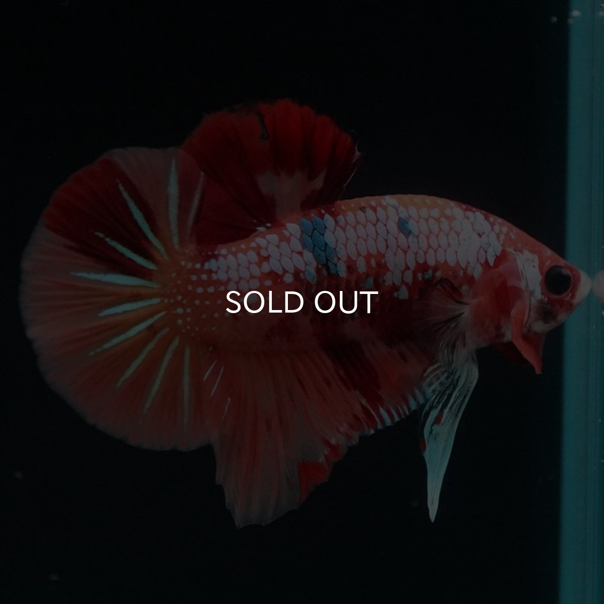 画像5: HMPK　キャンディギャラクシー (5)