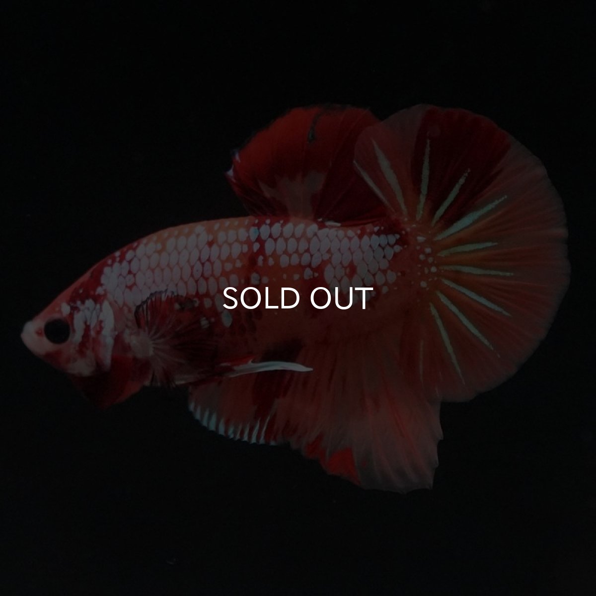 画像2: HMPK　キャンディギャラクシー (2)