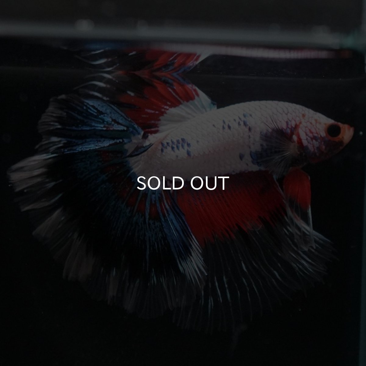 画像8: HM　ホワイトファンシー　ローズテール (8)