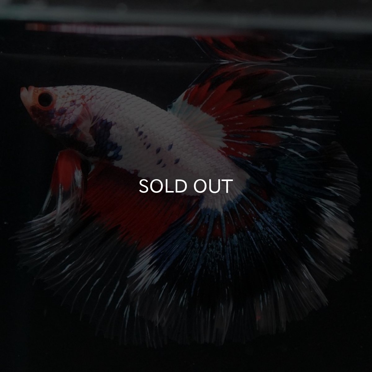 画像6: HM　ホワイトファンシー　ローズテール (6)