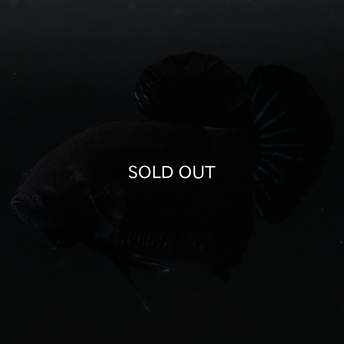 画像7: HMPK　ブラックオーキッド (7)