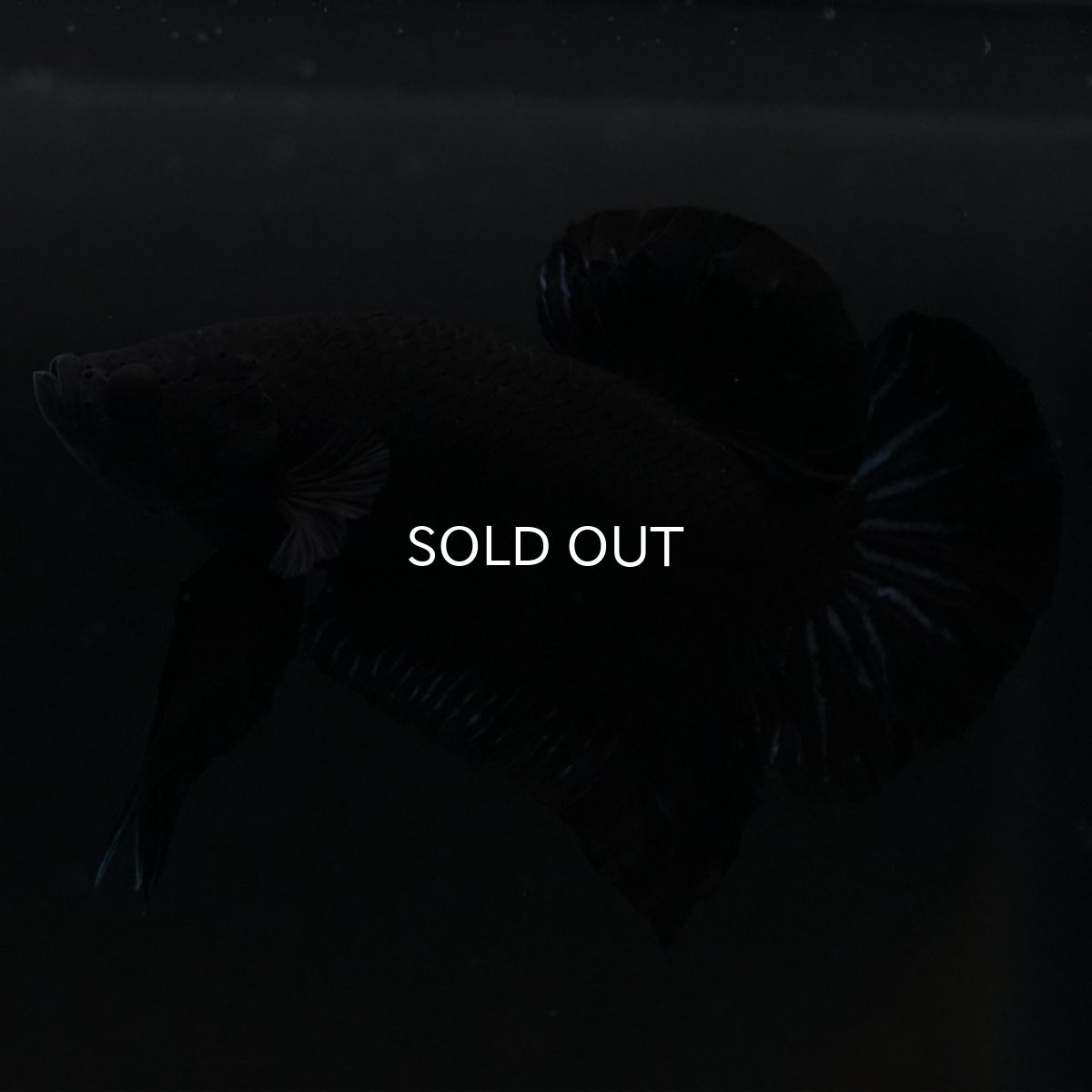 画像5: HMPK　ブラックオーキッド (5)