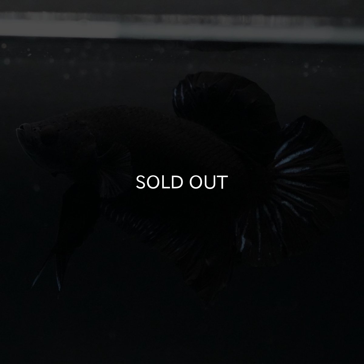 画像3: HMPK　ブラックオーキッド (3)