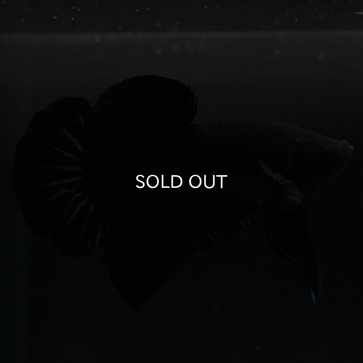 画像6: HMPK　ブラックオーキッド (6)