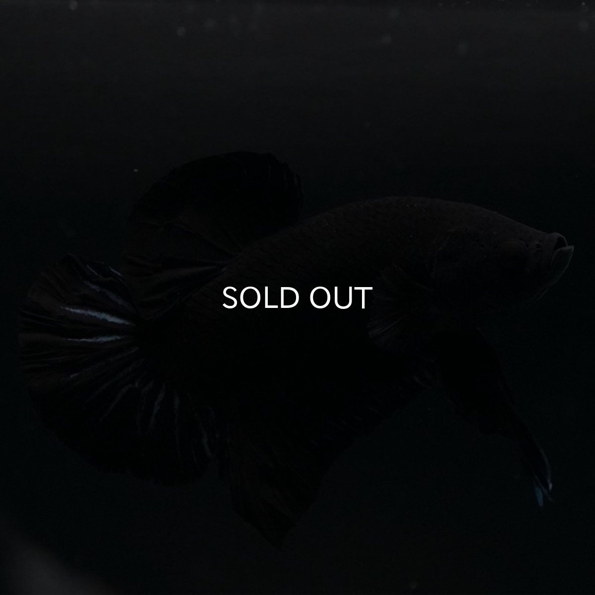 画像2: HMPK　ブラックオーキッド (2)