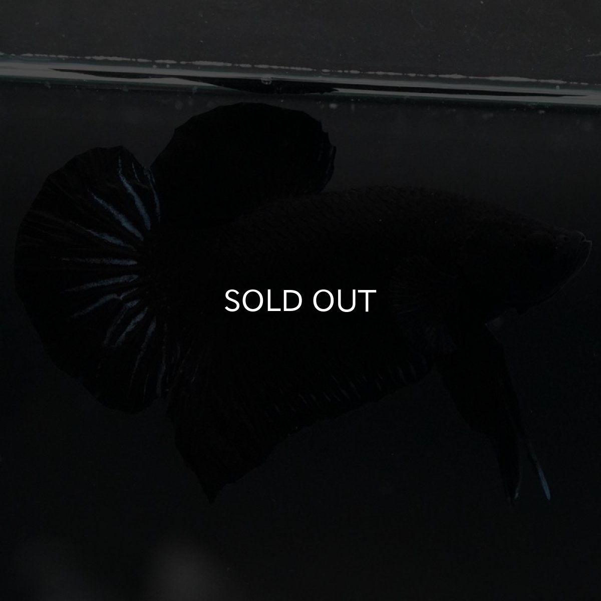 画像4: HMPK　ブラックオーキッド (4)