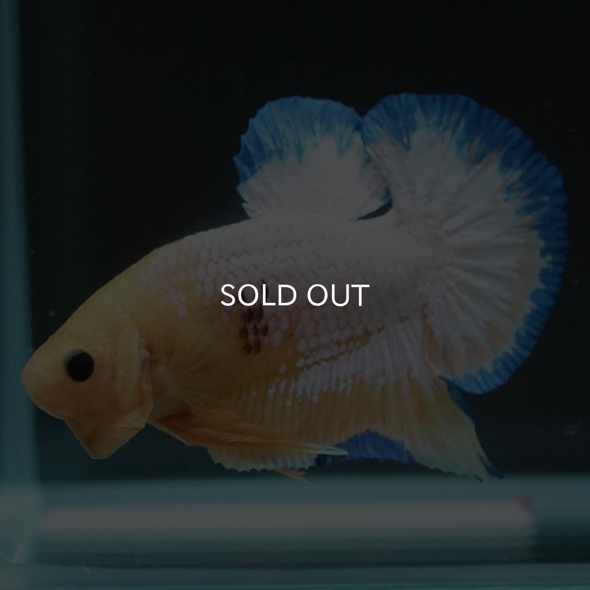 画像5: HMPK　イエローファンシー (5)