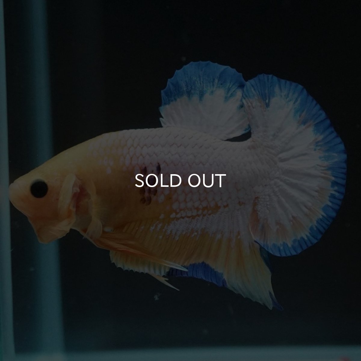 画像2: HMPK　イエローファンシー (2)