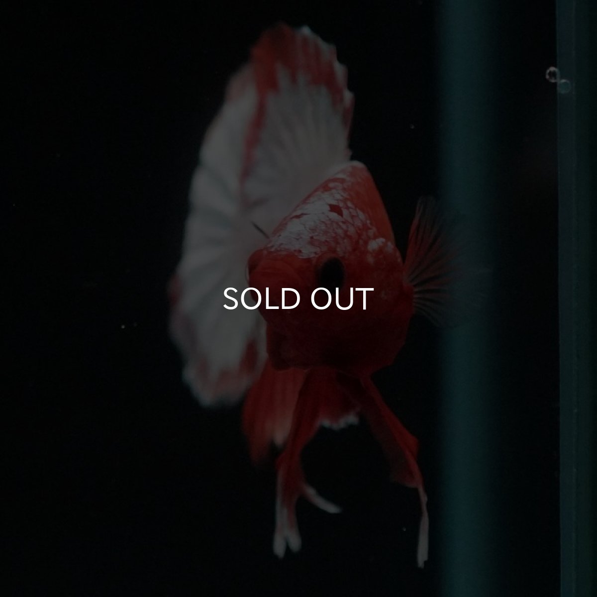 画像9: HMPK　オレンジファンシー　ホワイトスケール (9)