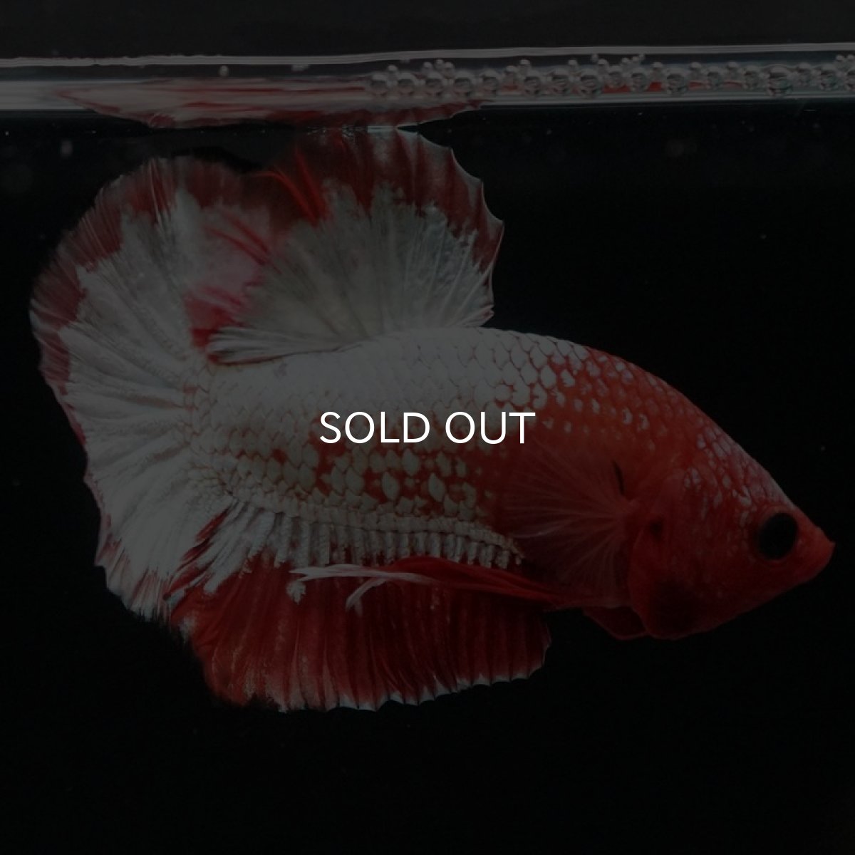 画像8: HMPK　オレンジファンシー　ホワイトスケール (8)