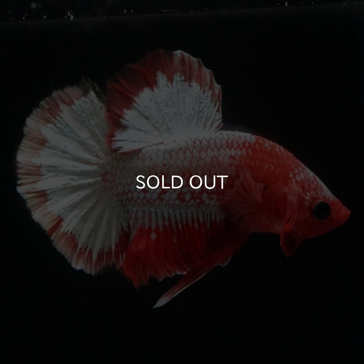 画像7: HMPK　オレンジファンシー　ホワイトスケール (7)