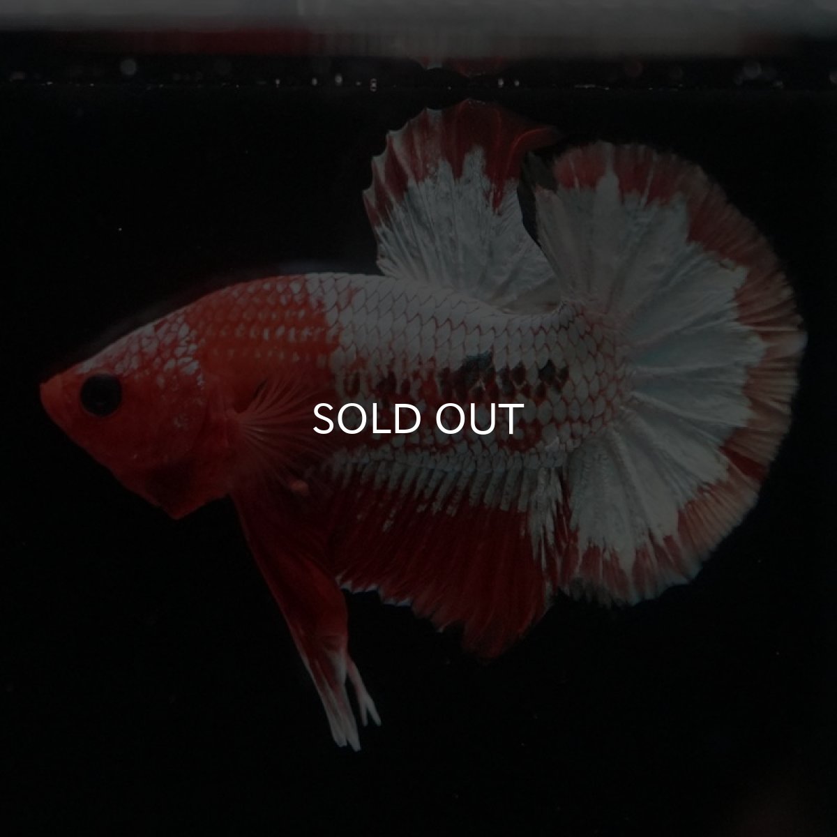 画像6: HMPK　オレンジファンシー　ホワイトスケール (6)