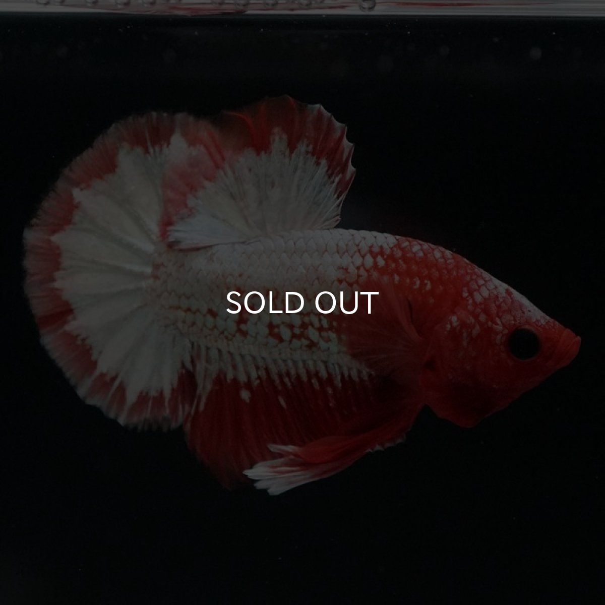 画像5: HMPK　オレンジファンシー　ホワイトスケール (5)