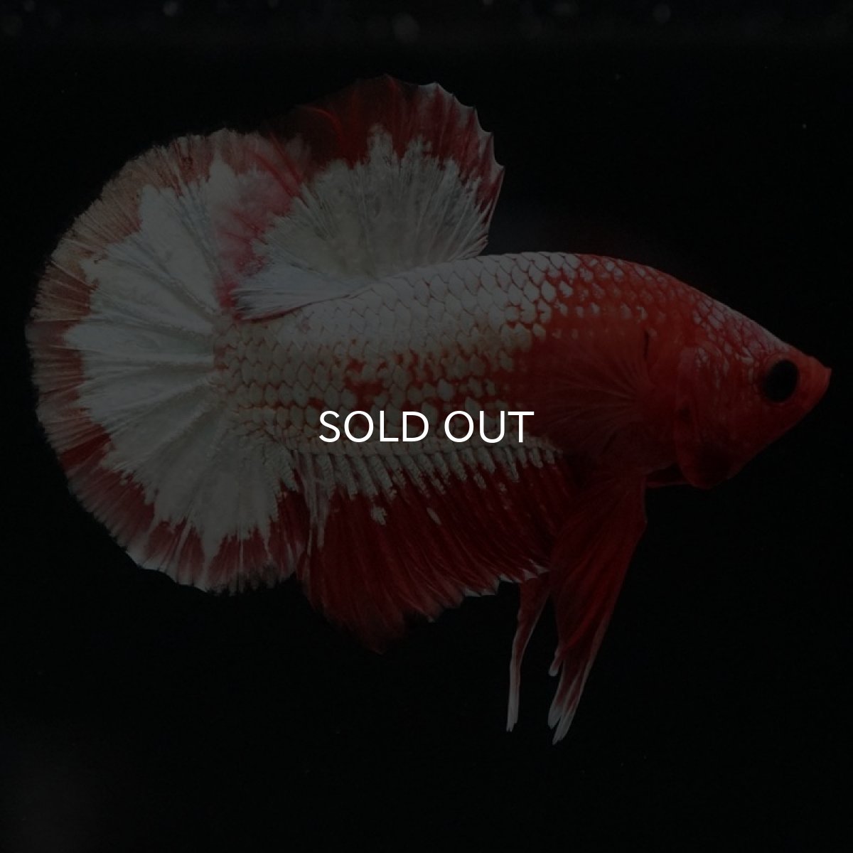 画像2: HMPK　オレンジファンシー　ホワイトスケール (2)