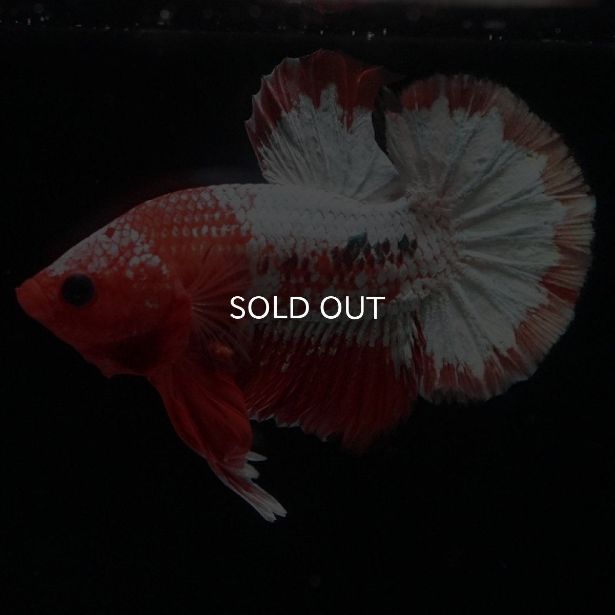 画像3: HMPK　オレンジファンシー　ホワイトスケール (3)