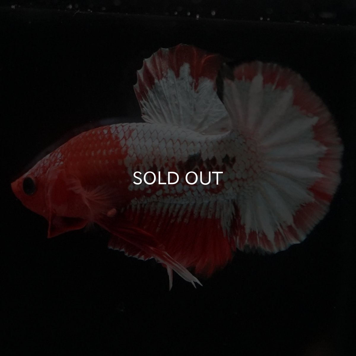 画像4: HMPK　オレンジファンシー　ホワイトスケール (4)