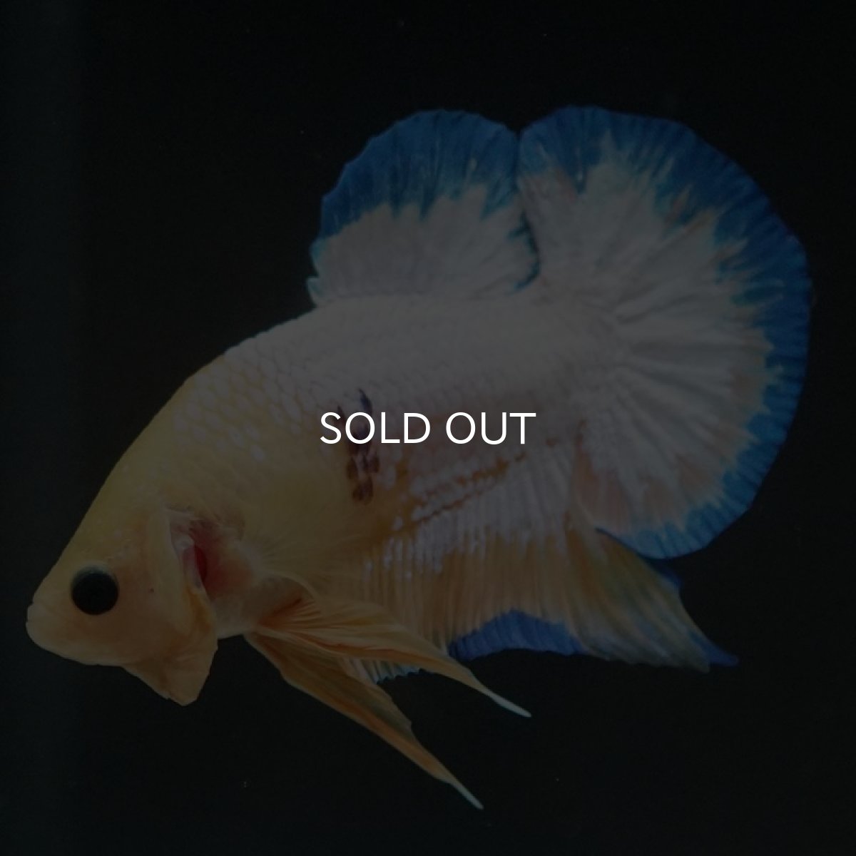 画像4: HMPK　イエローファンシー (4)