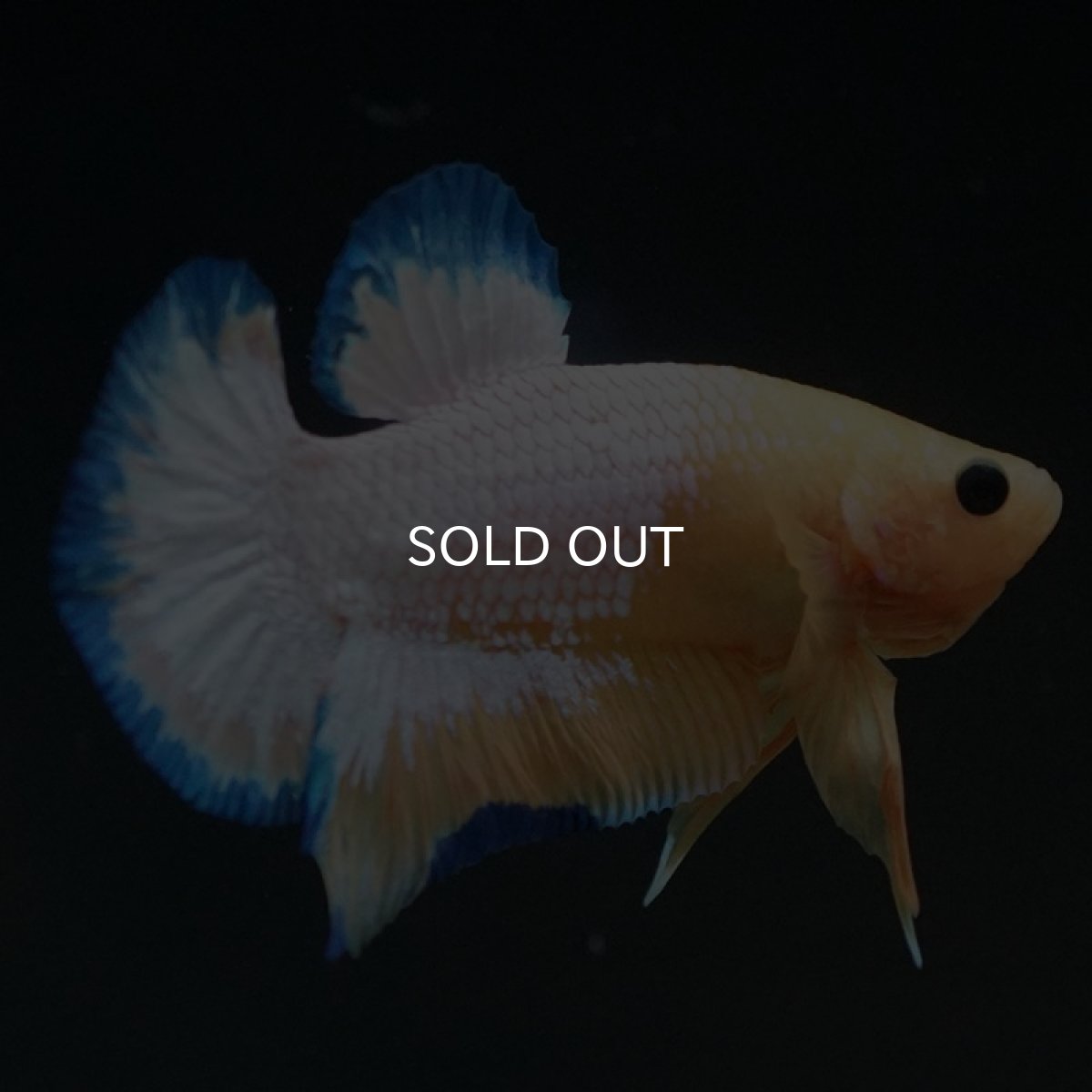 画像3: HMPK　イエローファンシー (3)