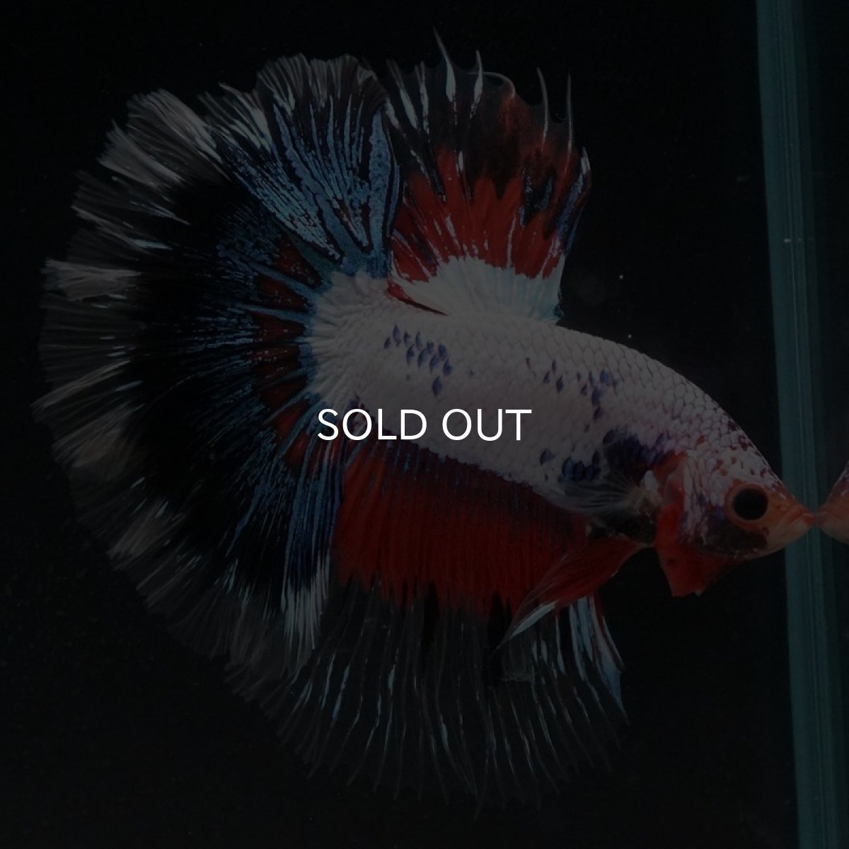 画像5: HM　ホワイトファンシー　ローズテール (5)