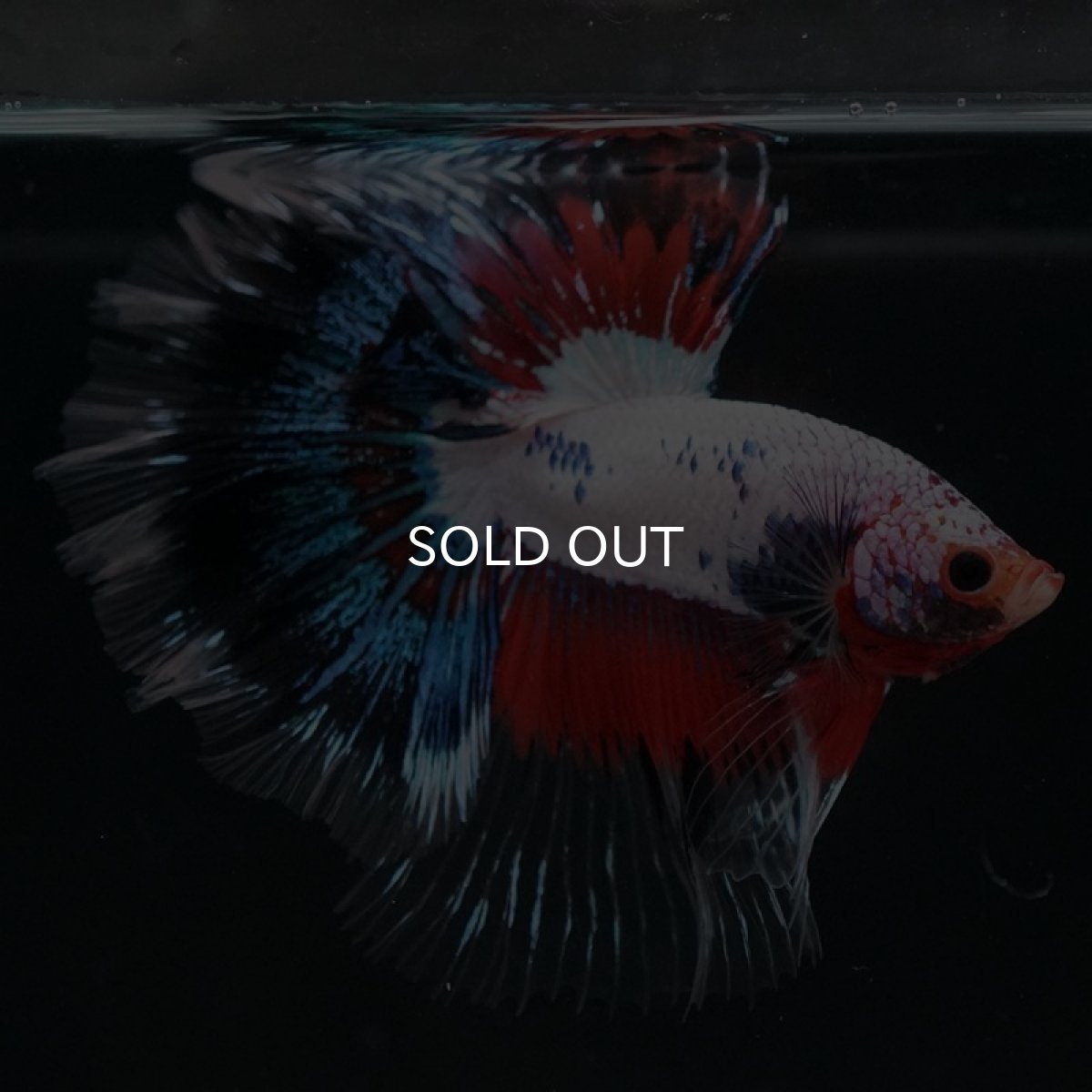 画像3: HM　ホワイトファンシー　ローズテール (3)