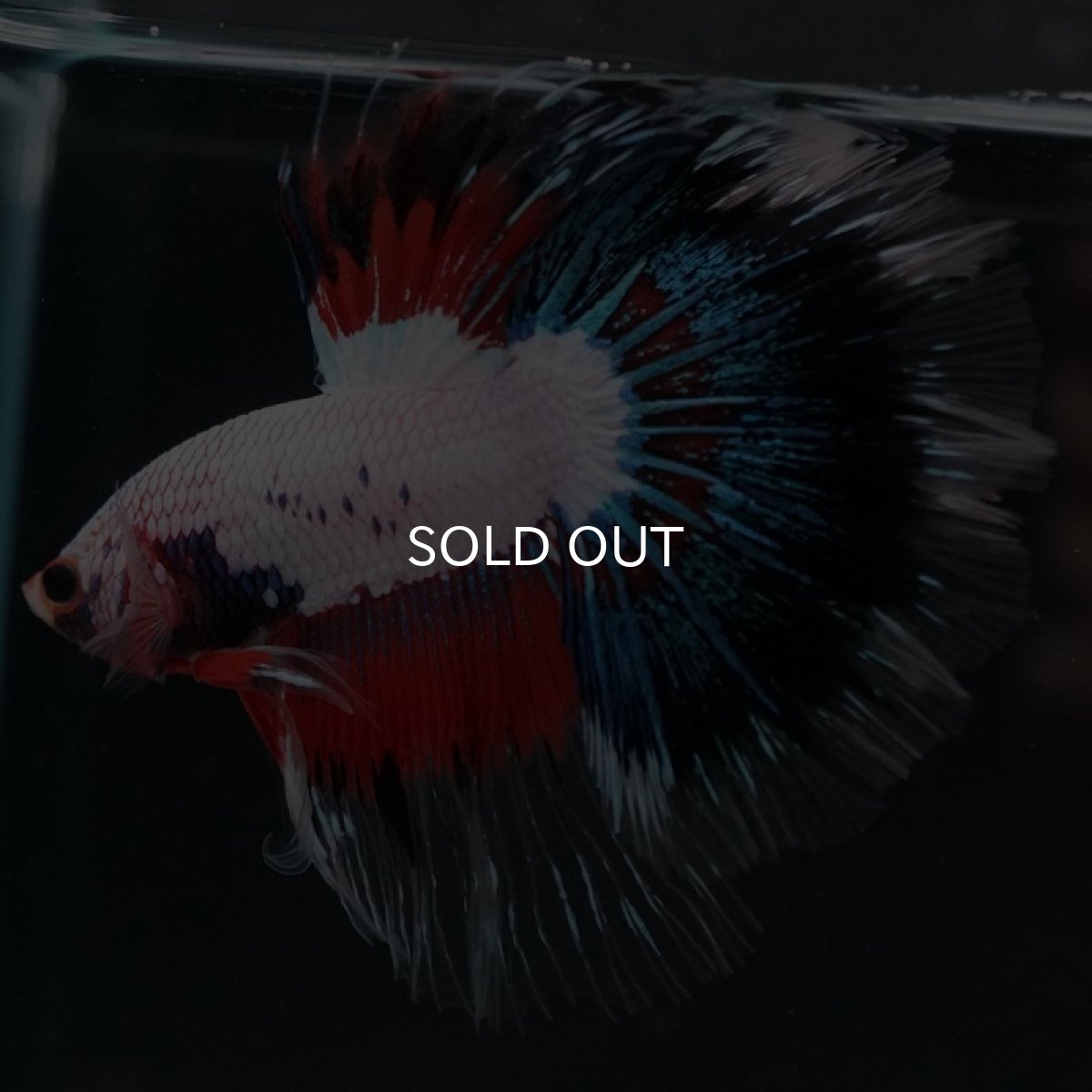 画像4: HM　ホワイトファンシー　ローズテール (4)