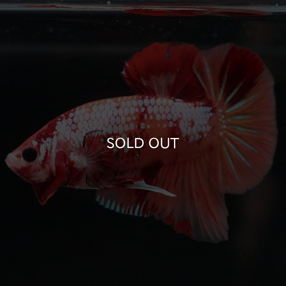 画像6: HMPK　キャンディギャラクシー (6)