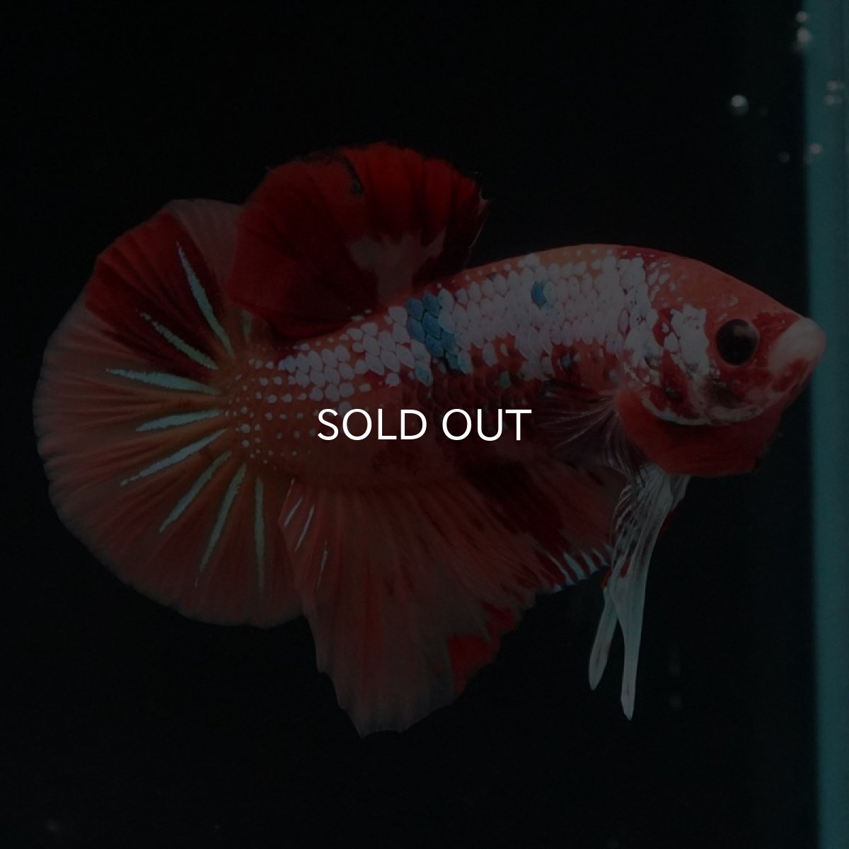 画像3: HMPK　キャンディギャラクシー (3)