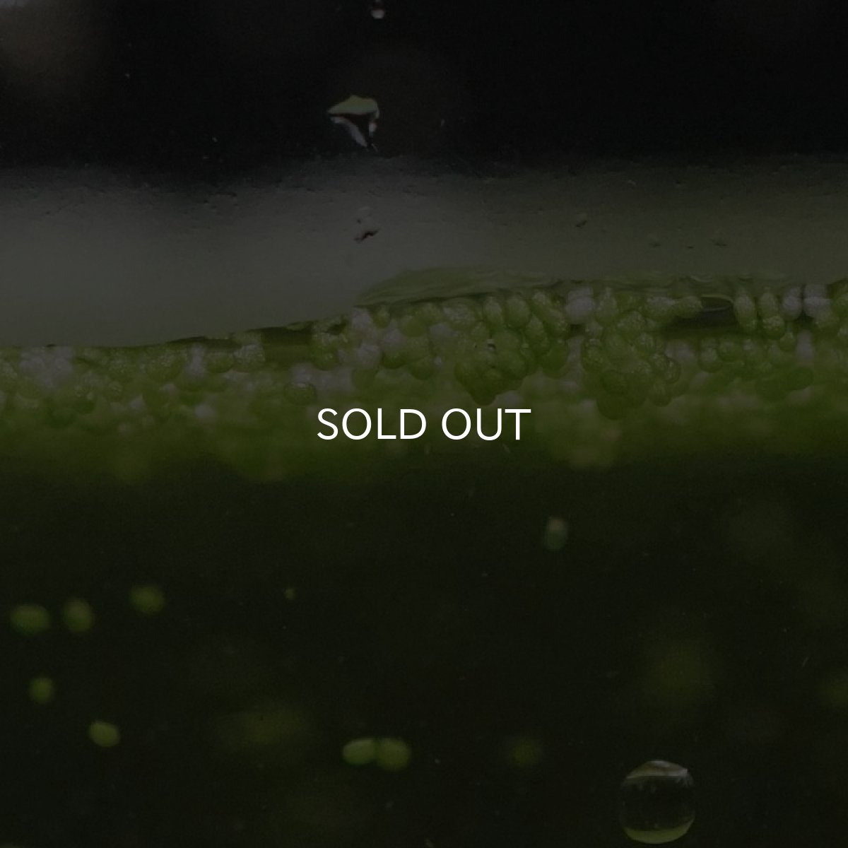 画像2: 【生き餌】ミジンコウキクサ 1パック (2)