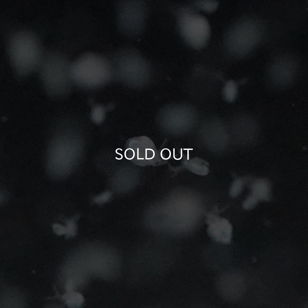 画像3: 【生き餌】オオミジンコ　3パック (3)