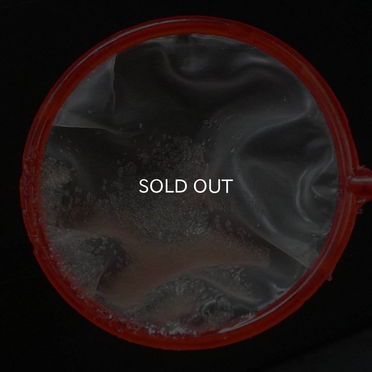 画像2: 【生き餌】オオミジンコ　3パック (2)