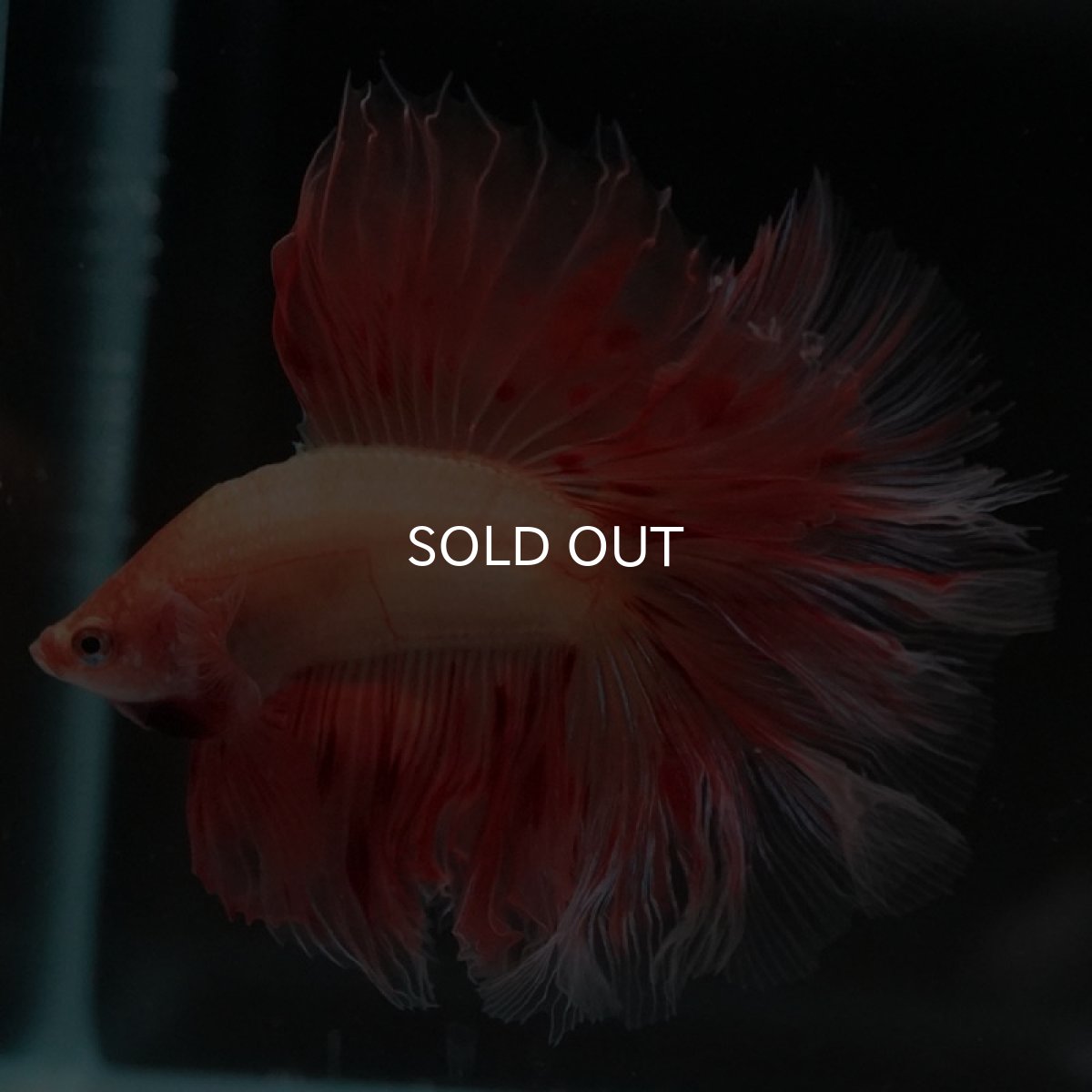 画像7: FM アルマゲドン (7)