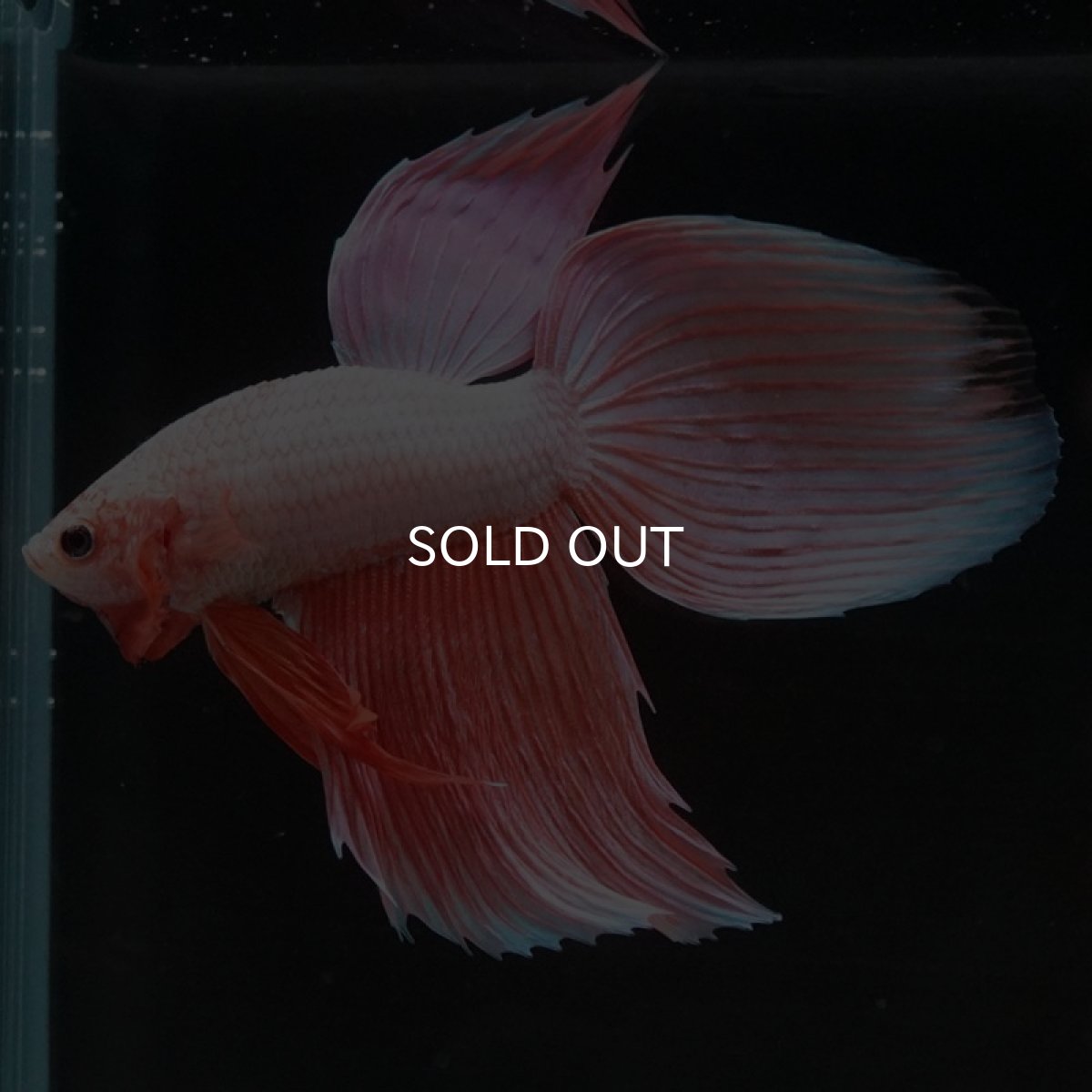 画像9: VT ファンシー (9)