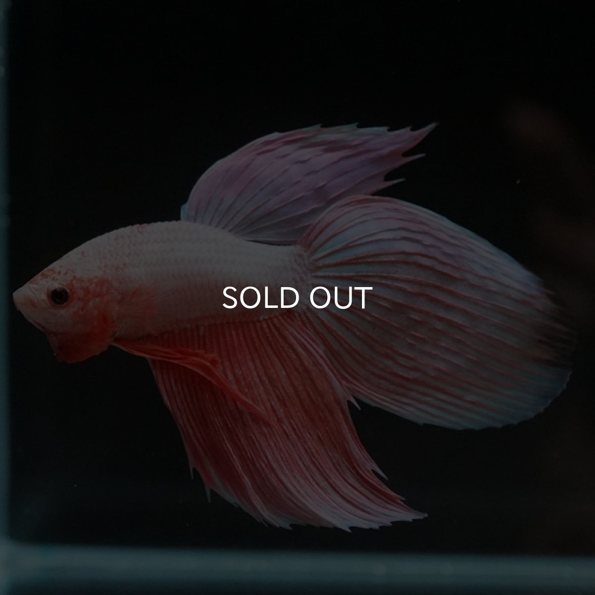 画像6: VT ファンシー (6)