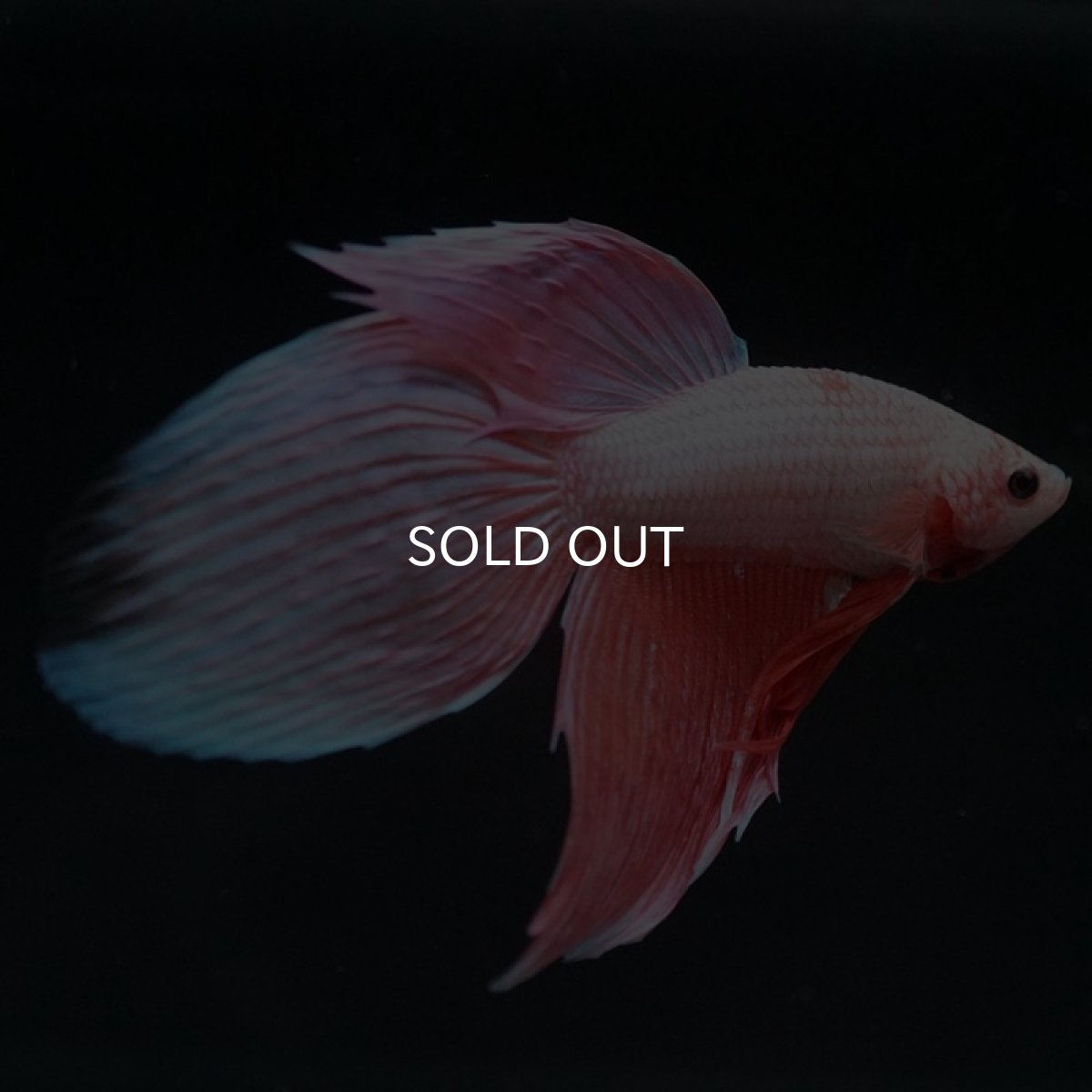 画像8: VT ファンシー (8)