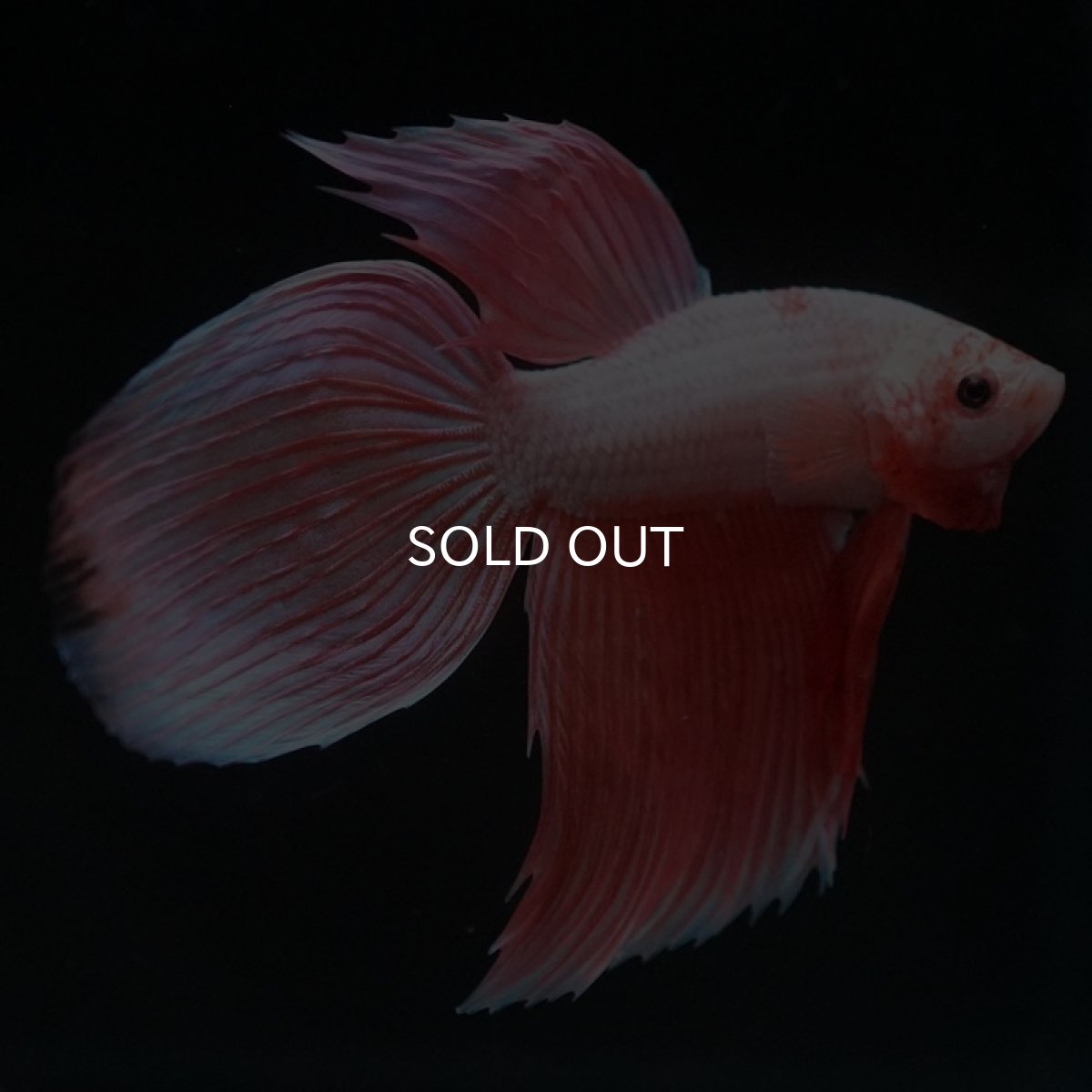 画像3: VT ファンシー (3)