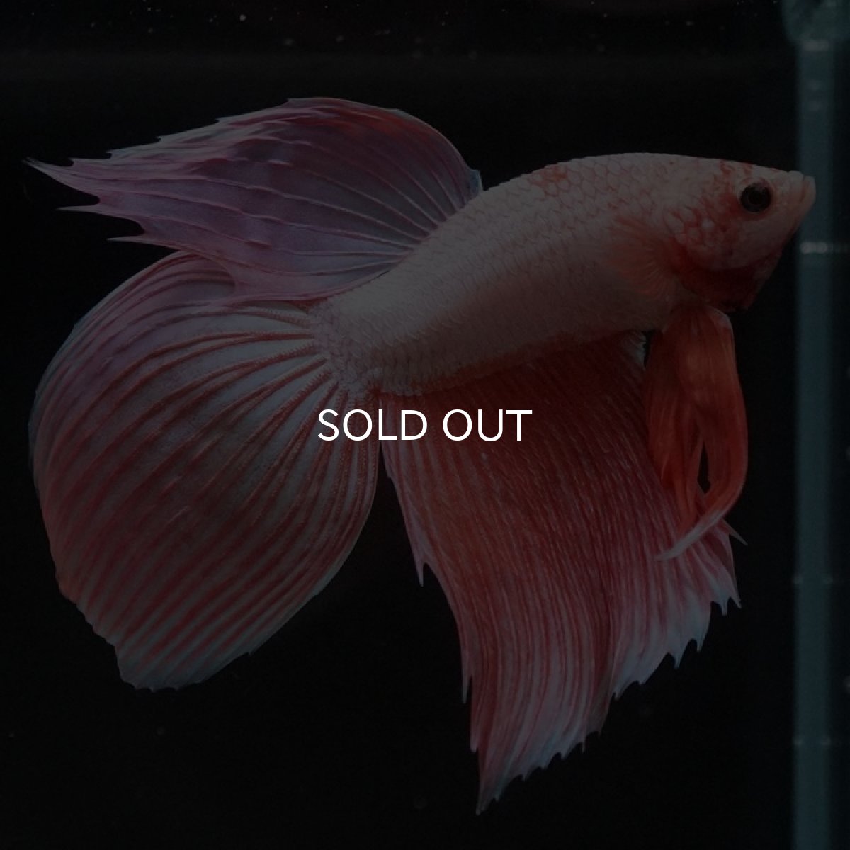 画像7: VT ファンシー (7)