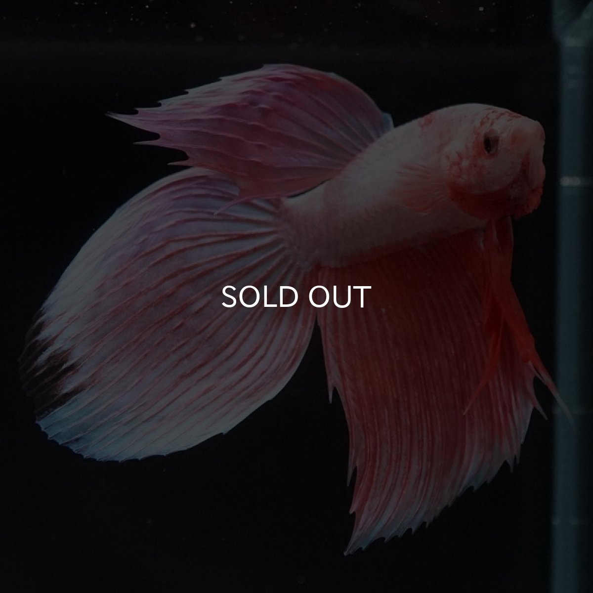 画像5: VT ファンシー (5)