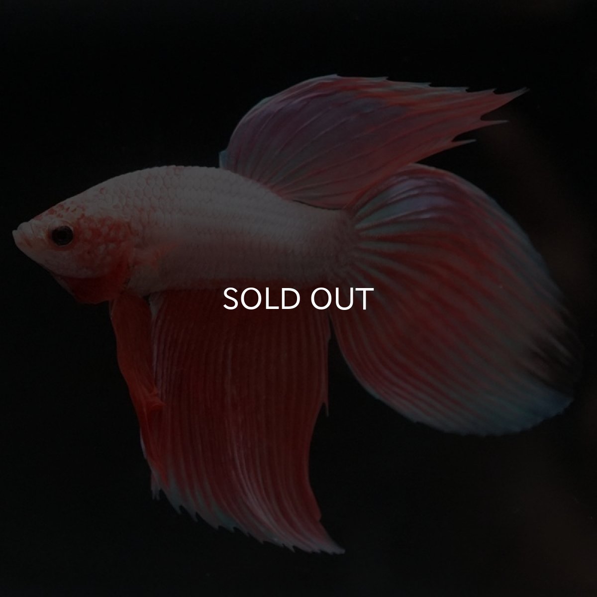 画像2: VT ファンシー (2)