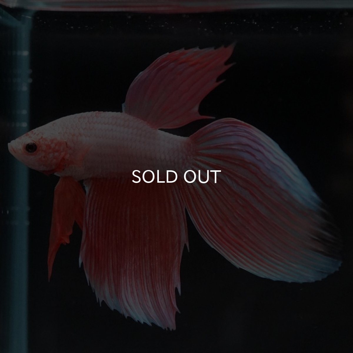 画像4: VT ファンシー (4)