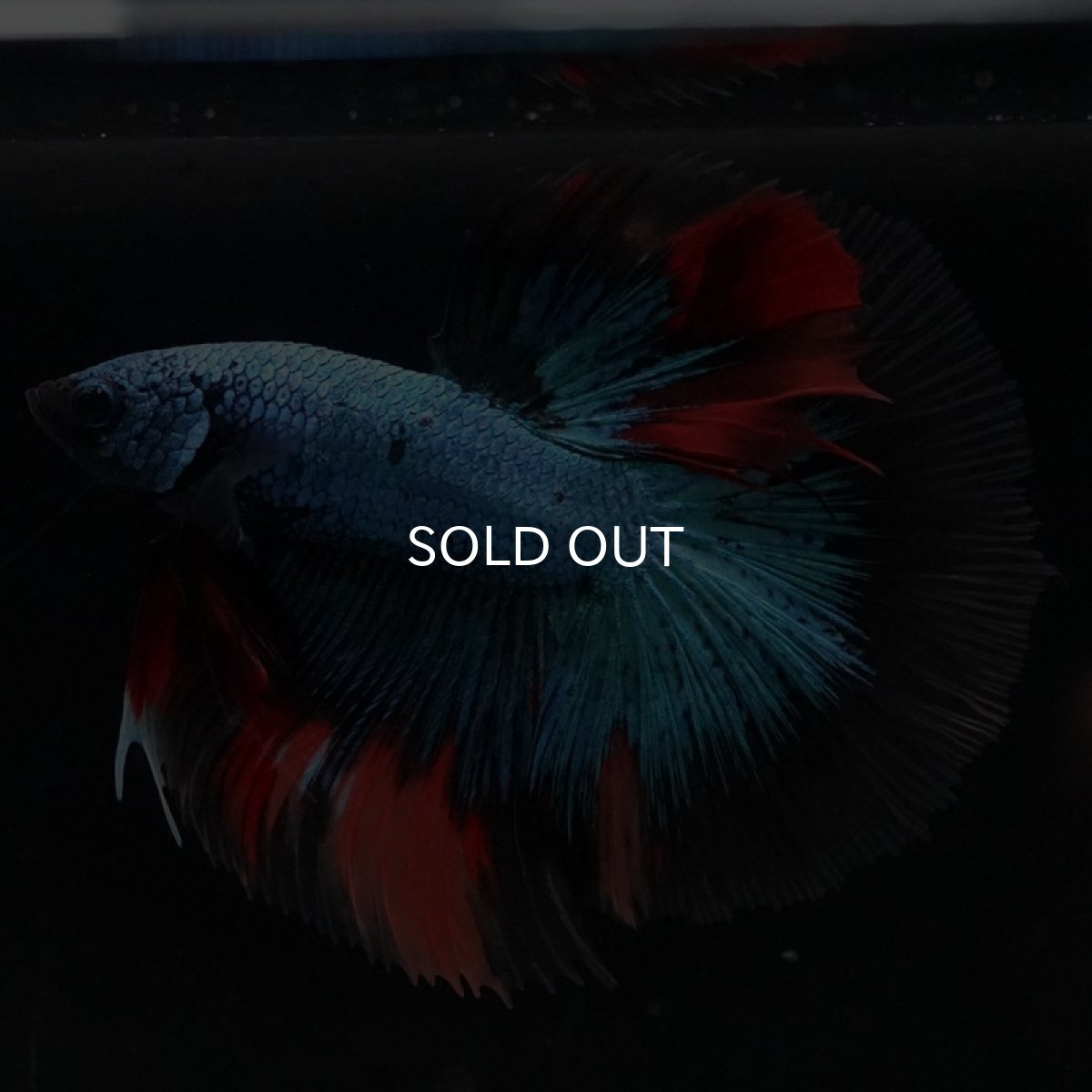 画像5: HM　ブラックキャンディ (5)