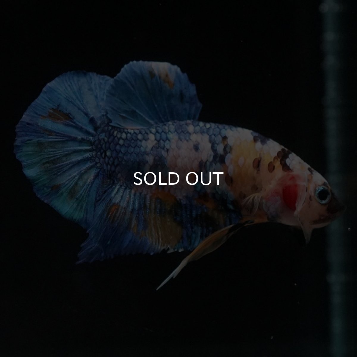 画像8: HMPK　イエロータイガーギャラクシー (8)