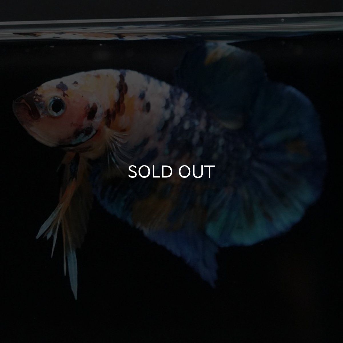 画像7: HMPK　イエロータイガーギャラクシー (7)